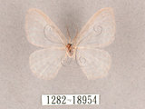 中文名:紗鉤蛾(1282-18954)學名:Deroca hidda ampla(1282-18954)中文別名:透明鉤蛾