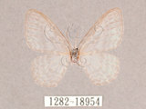 中文名:紗鉤蛾(1282-18954)學名:Deroca hidda ampla(1282-18954)中文別名:透明鉤蛾