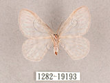 中文名:紗鉤蛾(1282-19193)學名:Deroca hidda ampla(1282-19193)中文別名:透明鉤蛾
