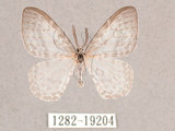 中文名:紗鉤蛾(1282-19204)學名:Deroca hidda ampla(1282-19204)中文別名:透明鉤蛾