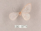 中文名:紗鉤蛾(1282-19774)學名:Deroca hidda ampla(1282-19774)中文別名:透明鉤蛾