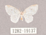 中文名:小四點白鉤蛾(1282-19137)學名:Dipriodonta minima(1282-19137)