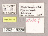 ǦW:Dipriodonta minima(1282-19220)