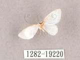 學名:Dipriodonta minima(1282-19220)