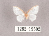 中文名:小四點白鉤蛾(1282-19502)學名:Dipriodonta minima(1282-19502)