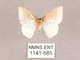 中文名:圓燕鉤蛾(1141-685)學名:Ditrigona conflexaria micronioides(1141-685)