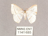 中文名:圓燕鉤蛾(1141-685)學名:Ditrigona conflexaria micronioides(1141-685)