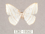 中文名:圓燕鉤蛾(1282-19562)學名:Ditrigona conflexaria micronioides(1282-19562)