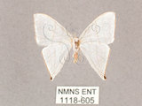 中文名:燕鉤蛾(1118-605)學名:Ditrigona triangularia(1118-605)