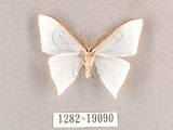 中文名:燕鉤蛾(1282-19090)學名:Ditrigona triangularia(1282-19090)