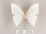 中文名:燕鉤蛾(1282-19039)學名:Ditrigona triangularia(1282-19039)