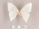 中文名:燕鉤蛾(1282-19064)學名:Ditrigona triangularia(1282-19064)