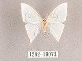 中文名:燕鉤蛾(1282-19073)學名:Ditrigona triangularia(1282-19073)