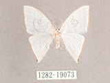 中文名:燕鉤蛾(1282-19073)學名:Ditrigona triangularia(1282-19073)