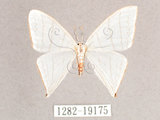 中文名:燕鉤蛾(1282-19175)學名:Ditrigona triangularia(1282-19175)