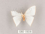 中文名:燕鉤蛾(1282-19218)學名:Ditrigona triangularia(1282-19218)