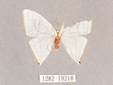 中文名:燕鉤蛾(1282-19218)學名:Ditrigona triangularia(1282-19218)