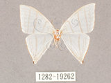 中文名:燕鉤蛾(1282-19262)學名:Ditrigona triangularia(1282-19262)