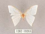 中文名:燕鉤蛾(1282-19263)學名:Ditrigona triangularia(1282-19263)