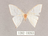 中文名:燕鉤蛾(1282-19263)學名:Ditrigona triangularia(1282-19263)