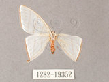 中文名:燕鉤蛾(1282-19352)學名:Ditrigona triangularia(1282-19352)