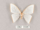 中文名:燕鉤蛾(1282-19387)學名:Ditrigona triangularia(1282-19387)