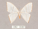 中文名:燕鉤蛾(1282-19387)學名:Ditrigona triangularia(1282-19387)