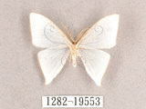 中文名:燕鉤蛾(1282-19553)學名:Ditrigona triangularia(1282-19553)