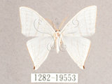 中文名:燕鉤蛾(1282-19553)學名:Ditrigona triangularia(1282-19553)