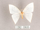 中文名:燕鉤蛾(1282-19635)學名:Ditrigona triangularia(1282-19635)