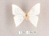 中文名:燕鉤蛾(1282-19638)學名:Ditrigona triangularia(1282-19638)