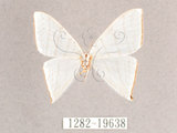 中文名:燕鉤蛾(1282-19638)學名:Ditrigona triangularia(1282-19638)