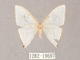 中文名:燕鉤蛾(1282-19697)學名:Ditrigona triangularia(1282-19697)