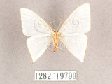 中文名:燕鉤蛾(1282-19799)學名:Ditrigona triangularia(1282-19799)