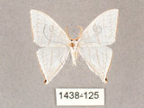 中文名:燕鉤蛾(1438-125)學名:Ditrigona triangularia(1438-125)