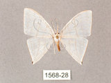 中文名:燕鉤蛾(1568-28)學名:Ditrigona triangularia(1568-28)