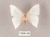 中文名:燕鉤蛾(1568-58)學名:Ditrigona triangularia(1568-58)
