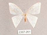 中文名:燕鉤蛾(2367-261)學名:Ditrigona triangularia(2367-261)