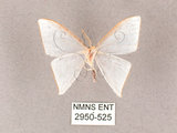 中文名:燕鉤蛾(2950-525)學名:Ditrigona triangularia(2950-525)