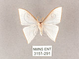 中文名:燕鉤蛾(3151-291)學名:Ditrigona triangularia(3151-291)