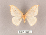 中文名:一點鉤蛾(1282-18934)學名:Drepana pallida nigromaculata(1282-18934)
