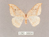 中文名:一點鉤蛾(1282-18934)學名:Drepana pallida nigromaculata(1282-18934)