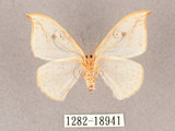 中文名:一點鉤蛾(1282-18941)學名:Drepana pallida nigromaculata(1282-18941)