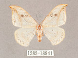 中文名:一點鉤蛾(1282-18941)學名:Drepana pallida nigromaculata(1282-18941)