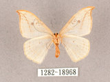 中文名:一點鉤蛾(1282-18968)學名:Drepana pallida nigromaculata(1282-18968)