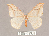 中文名:一點鉤蛾(1282-18968)學名:Drepana pallida nigromaculata(1282-18968)