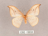中文名:一點鉤蛾(1282-19034)學名:Drepana pallida nigromaculata(1282-19034)