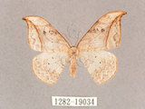 中文名:一點鉤蛾(1282-19034)學名:Drepana pallida nigromaculata(1282-19034)