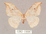 中文名:一點鉤蛾(1282-19087)學名:Drepana pallida nigromaculata(1282-19087)