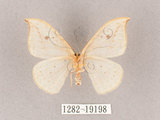 中文名:一點鉤蛾(1282-19198)學名:Drepana pallida nigromaculata(1282-19198)